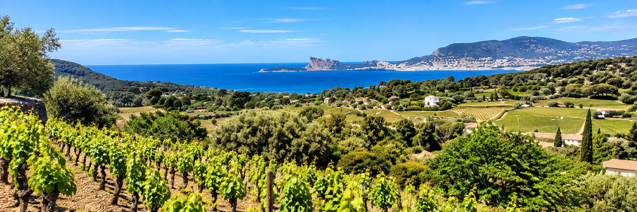 Vignobles de Bandol dans le paysage provençal